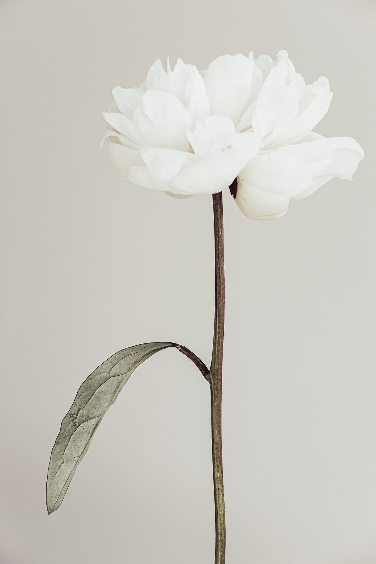 aluminium-print-peony-07