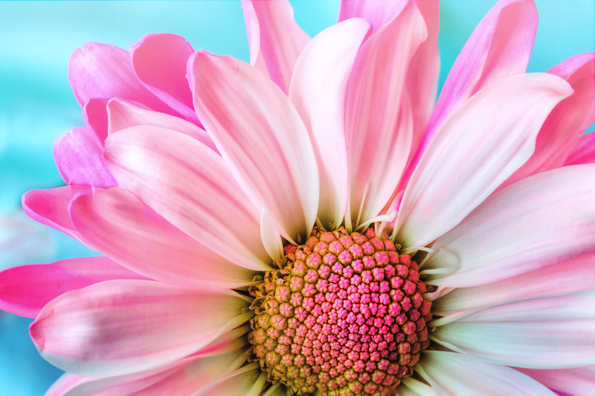 aluminium-print-colored-flower