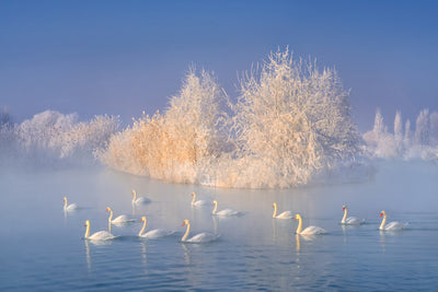 poster-print-swan-lake-xge