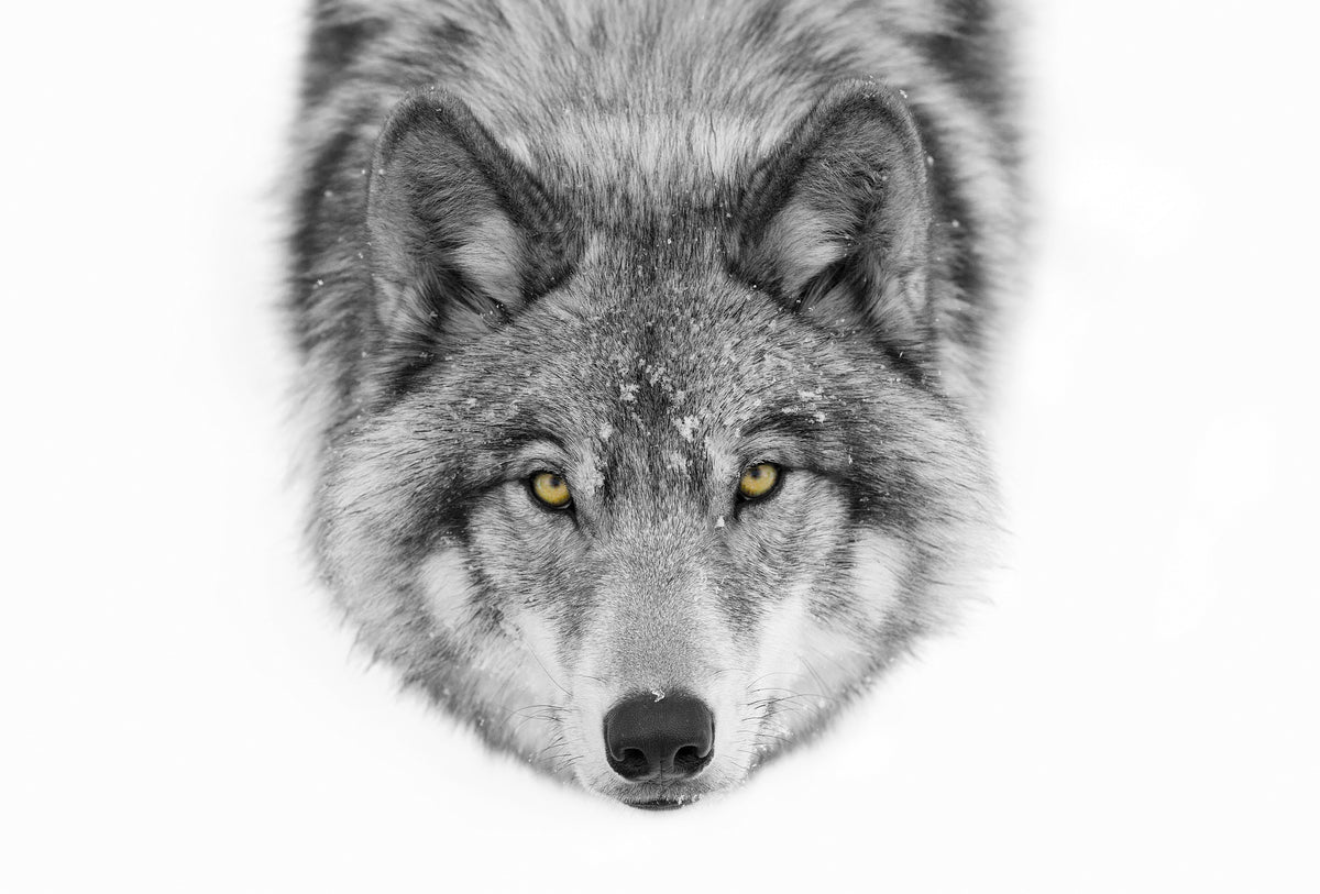 aluminium-print-yellow-eyes-timber-wolf