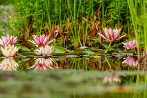 canvas-print-wild-water-lilies