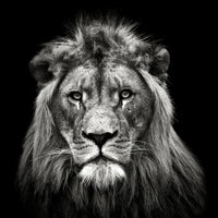 canvas-print-young-male-lion-x