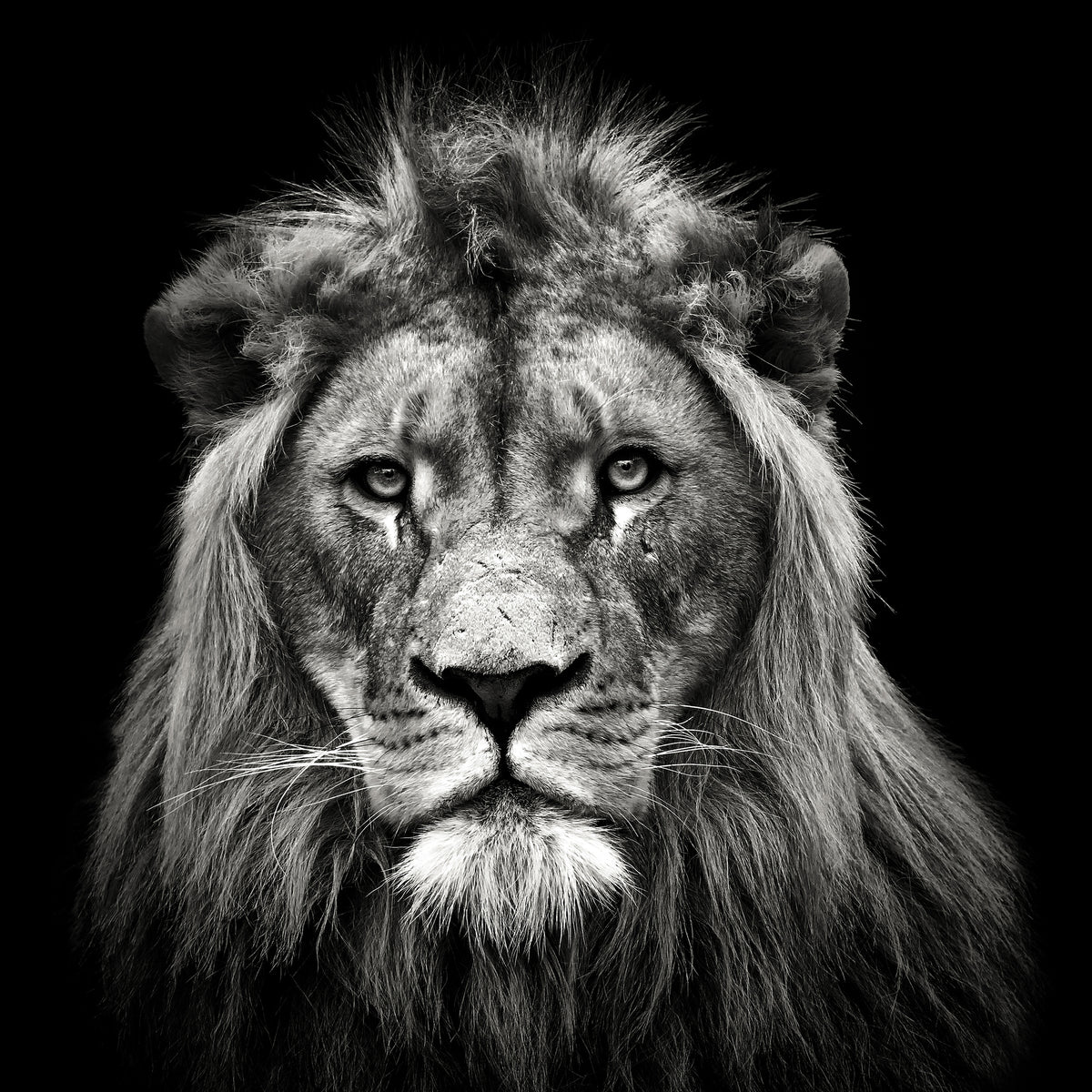 canvas-print-young-male-lion-x
