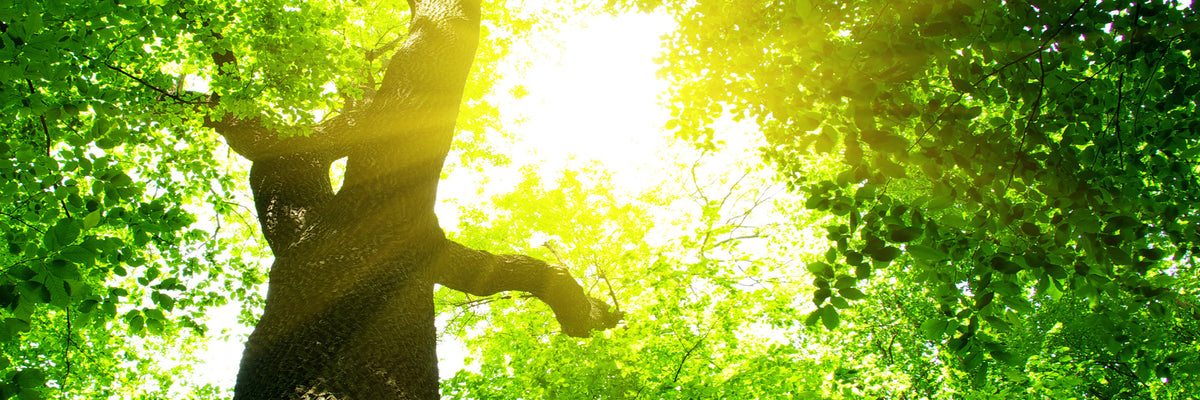 panoramic-canvas-print-tree-panorama