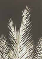 acrylic-print-luminescent-fronds