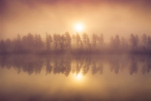 canvas-print-tree-line-x
