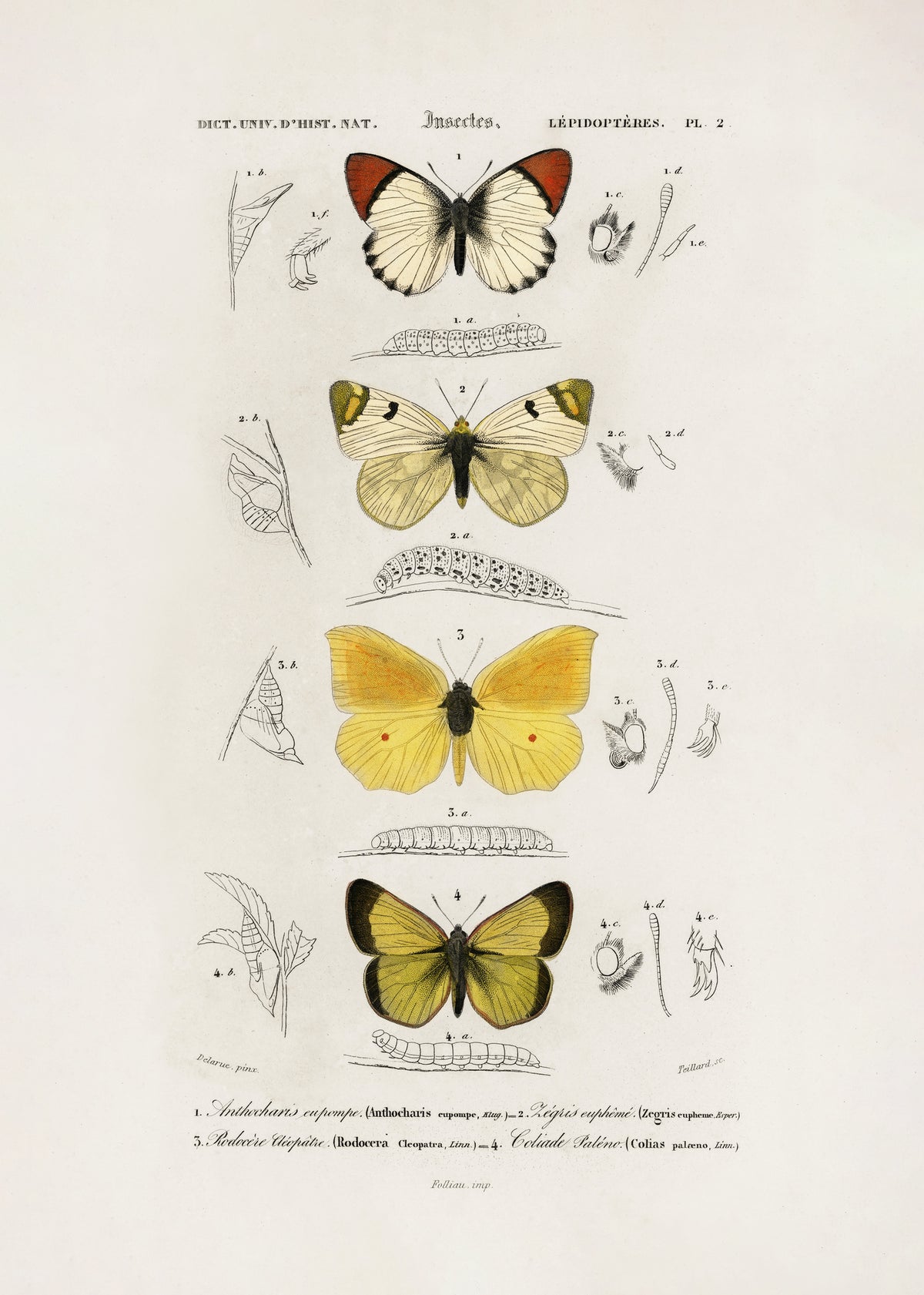 framedcanvas-print-different-types-of-butterflies