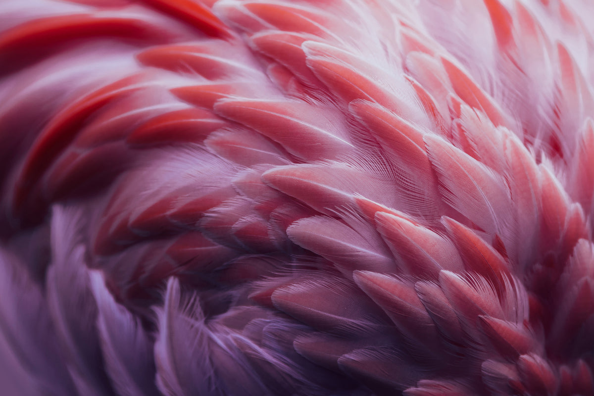 framedposter-print-flamingo-xqw