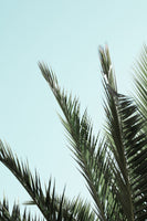 aluminium-print-palm-leaves-and-sky-2