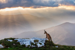 3-piece-aluminium-print-chamois-in-piatra-craiului-romania