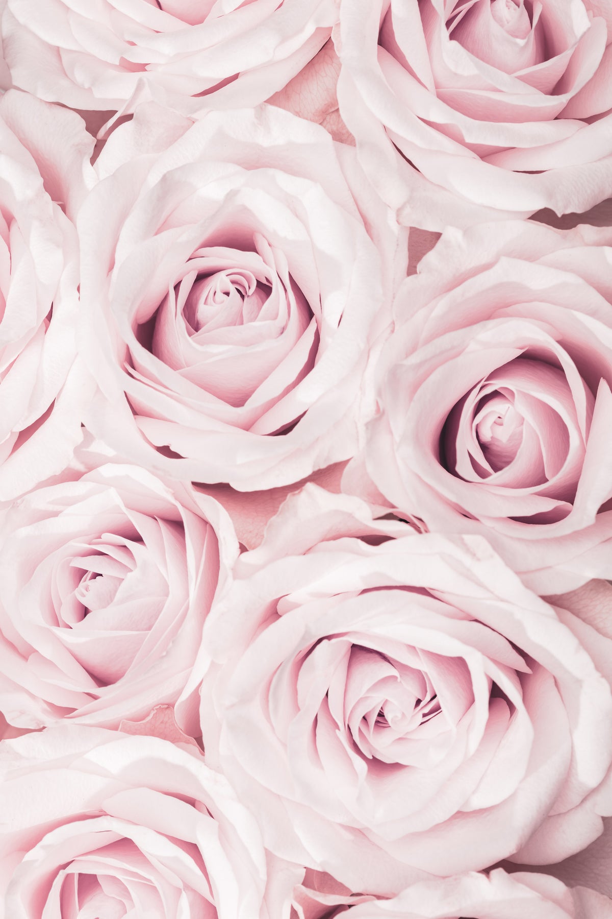 framedposter-print-pink-roses-no-02