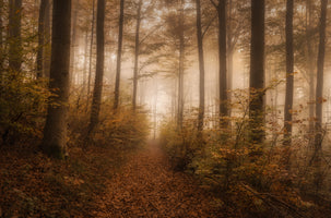 modern-3-piece-aluminium-print-autumn-trail