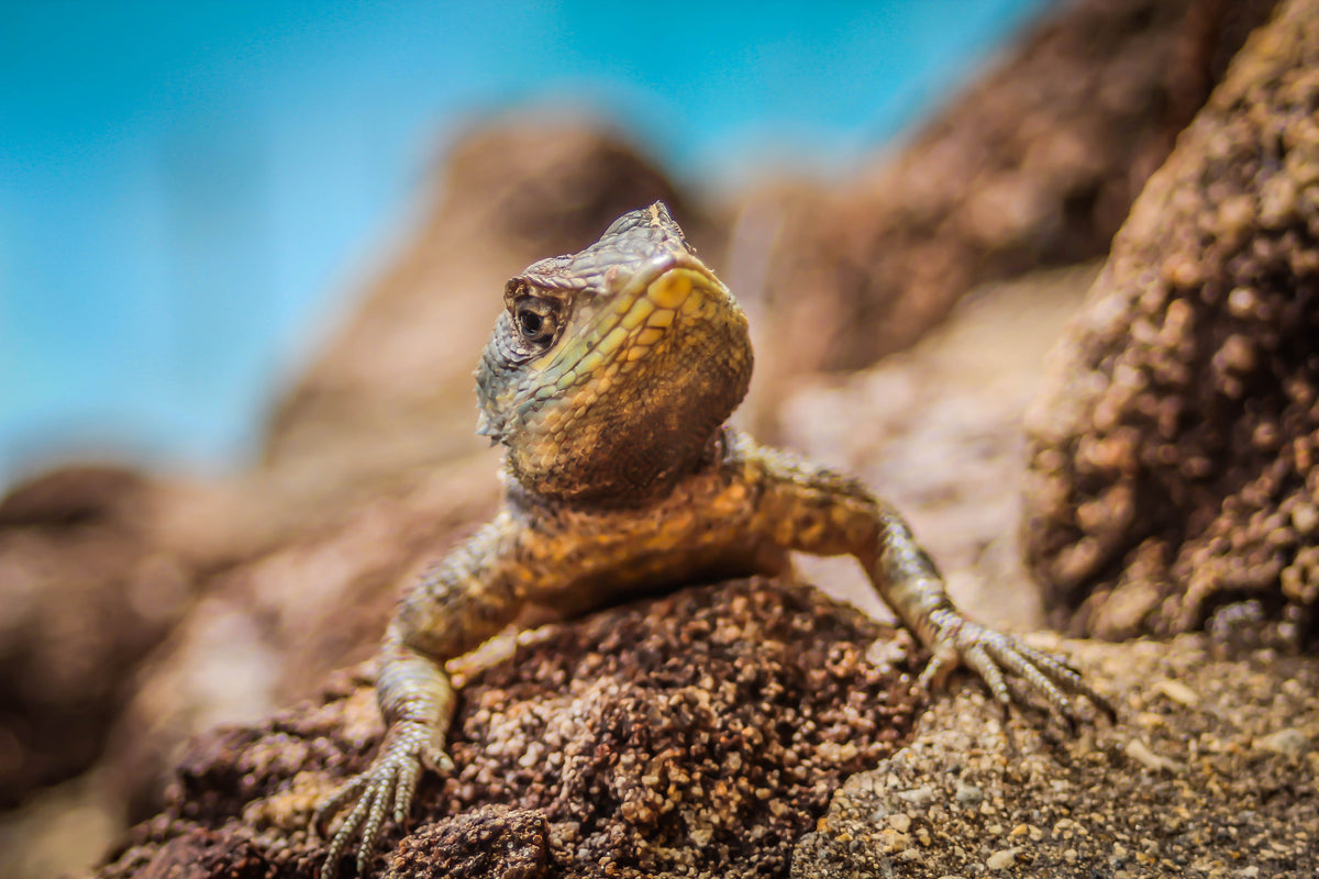 canvas-print-little-alligator