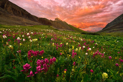 poster-print-carpet-of-wildflowers
