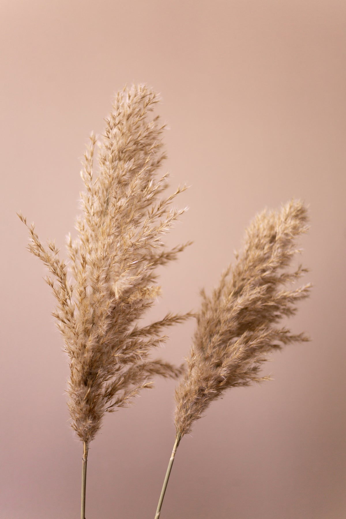 acrylic-print-grass-22