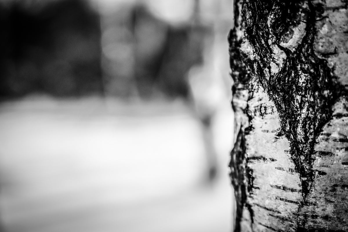 canvas-print-birch-trunk