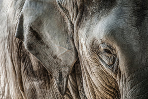 3-piece-canvas-print-close-up-elephant