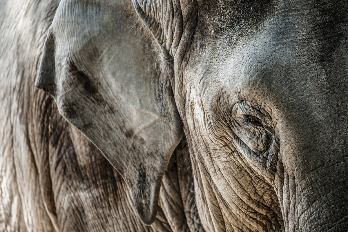3-piece-canvas-print-close-up-elephant