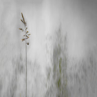 aluminium-print-blade-of-grass