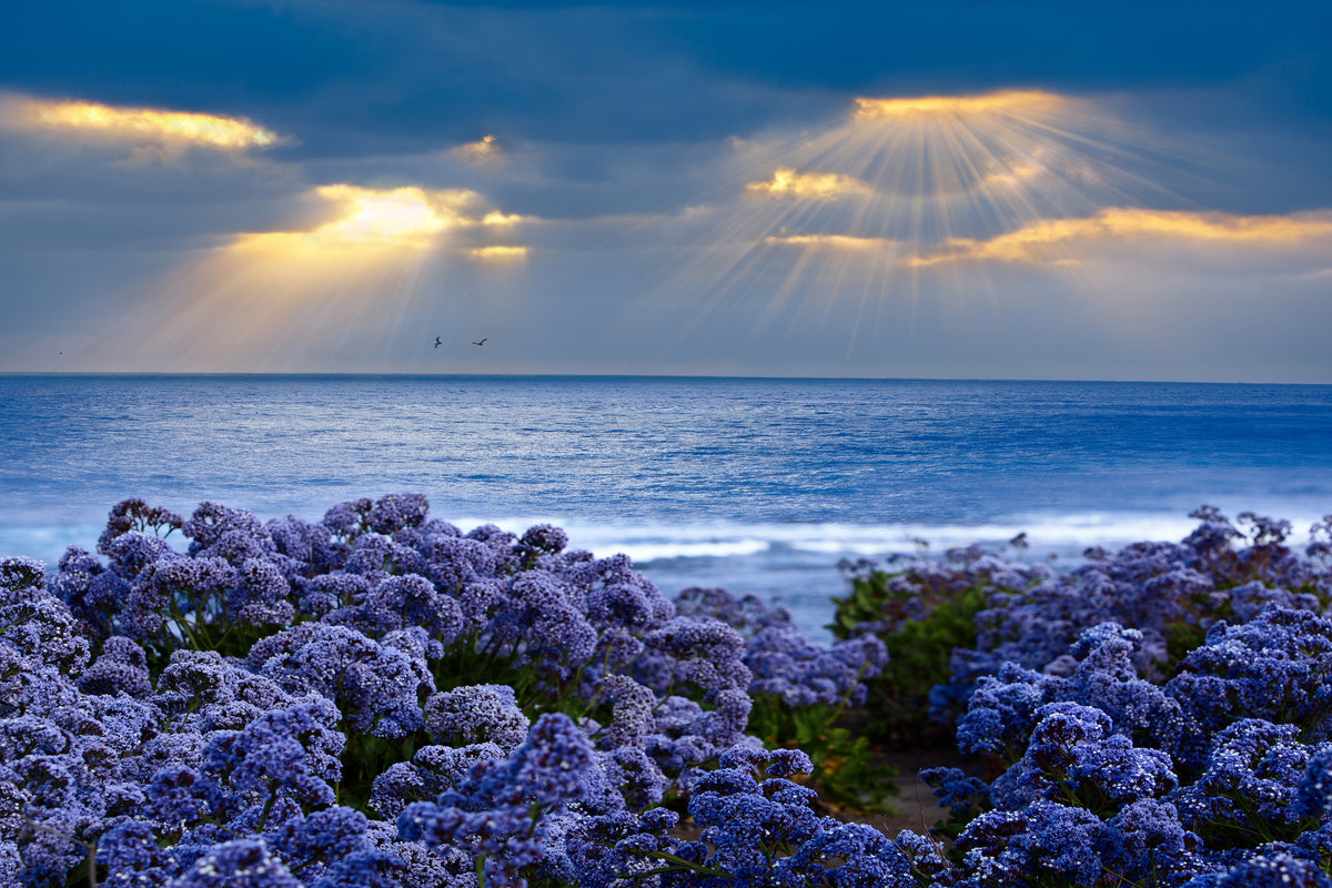 modern-3-piece-acrylic-print-lavender-and-sea