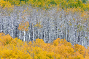 framedposter-print-color-layers-of-aspen
