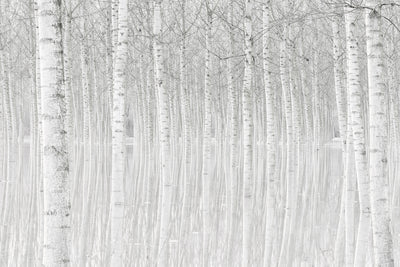 poster-print-trees