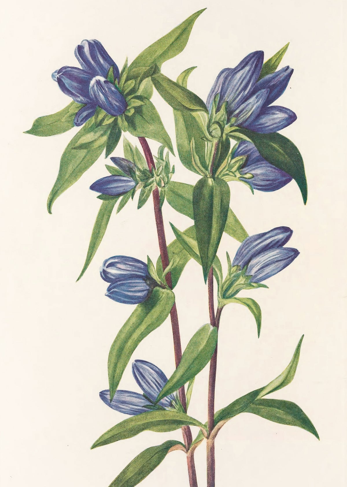 framedcanvas-print-bottle-gentian-from-north-american-wildflowers-1925-by-mary-vaux-walcott