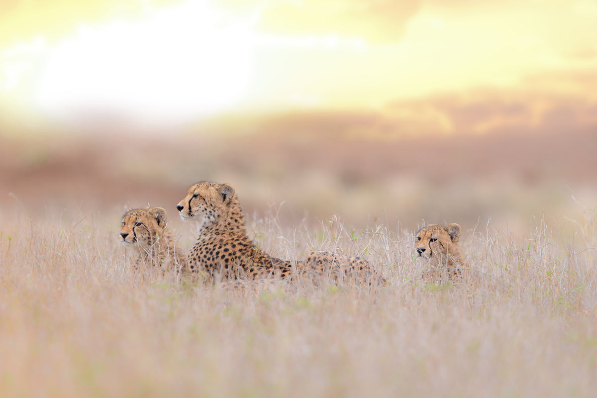canvas-print-cheetah-family-x