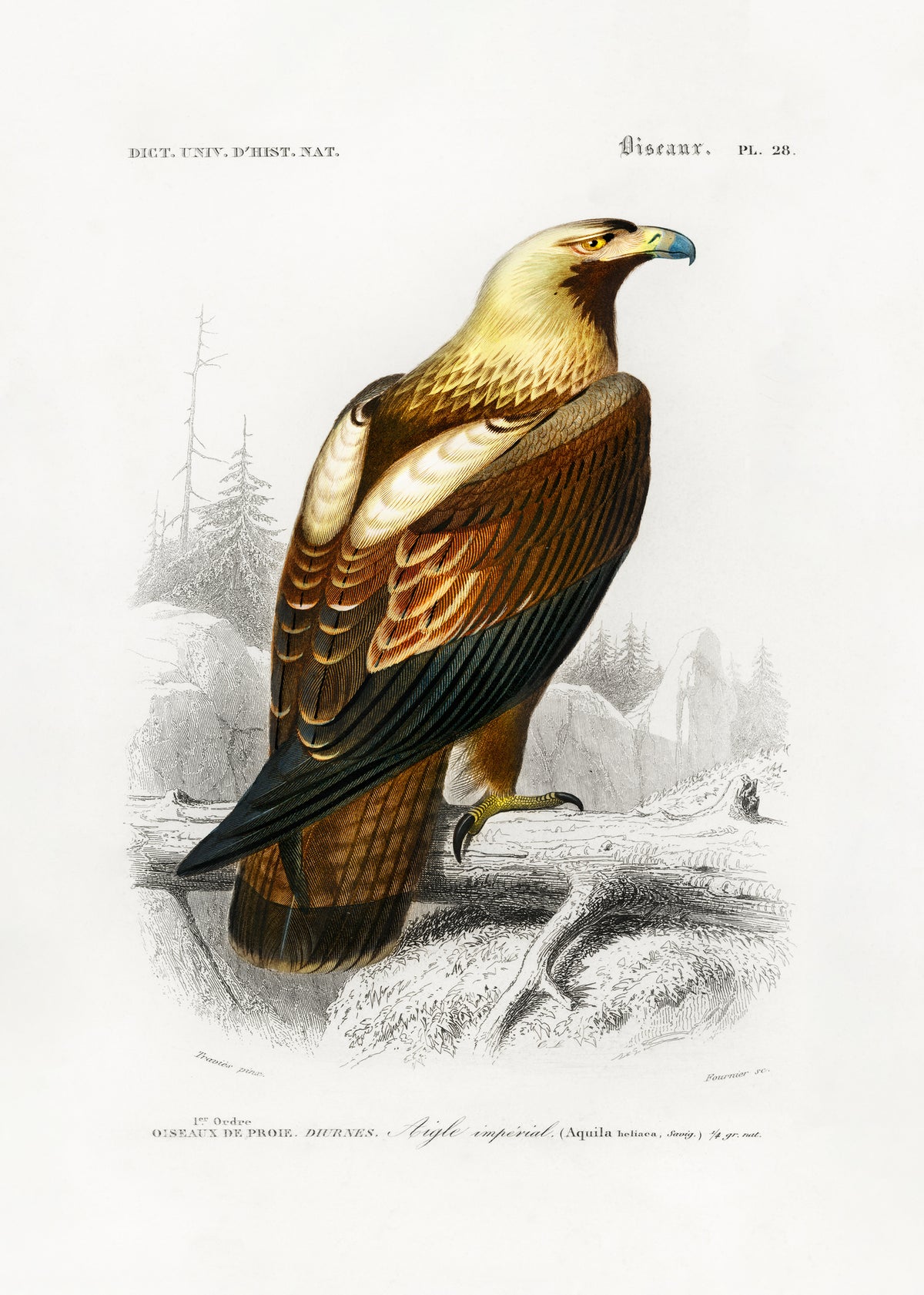 poster-print-eastern-imperial-eagle