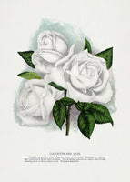 framedcanvas-print-white-rose-coquette-des-alps-lithograph