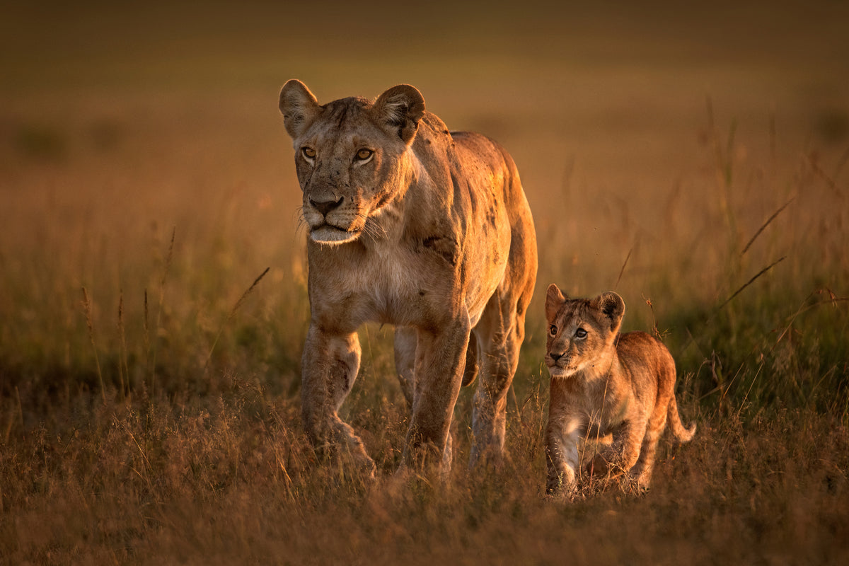 canvas-print-mom-lioness-with-cub-x