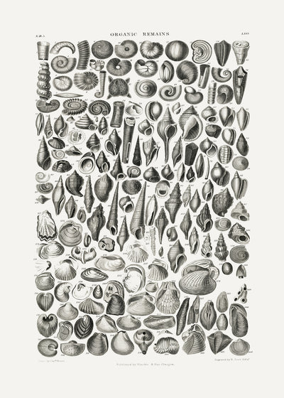 poster-print-sealife-ii