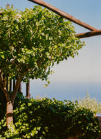 framedposter-print-amalfi-coast-lemons-v-on-film