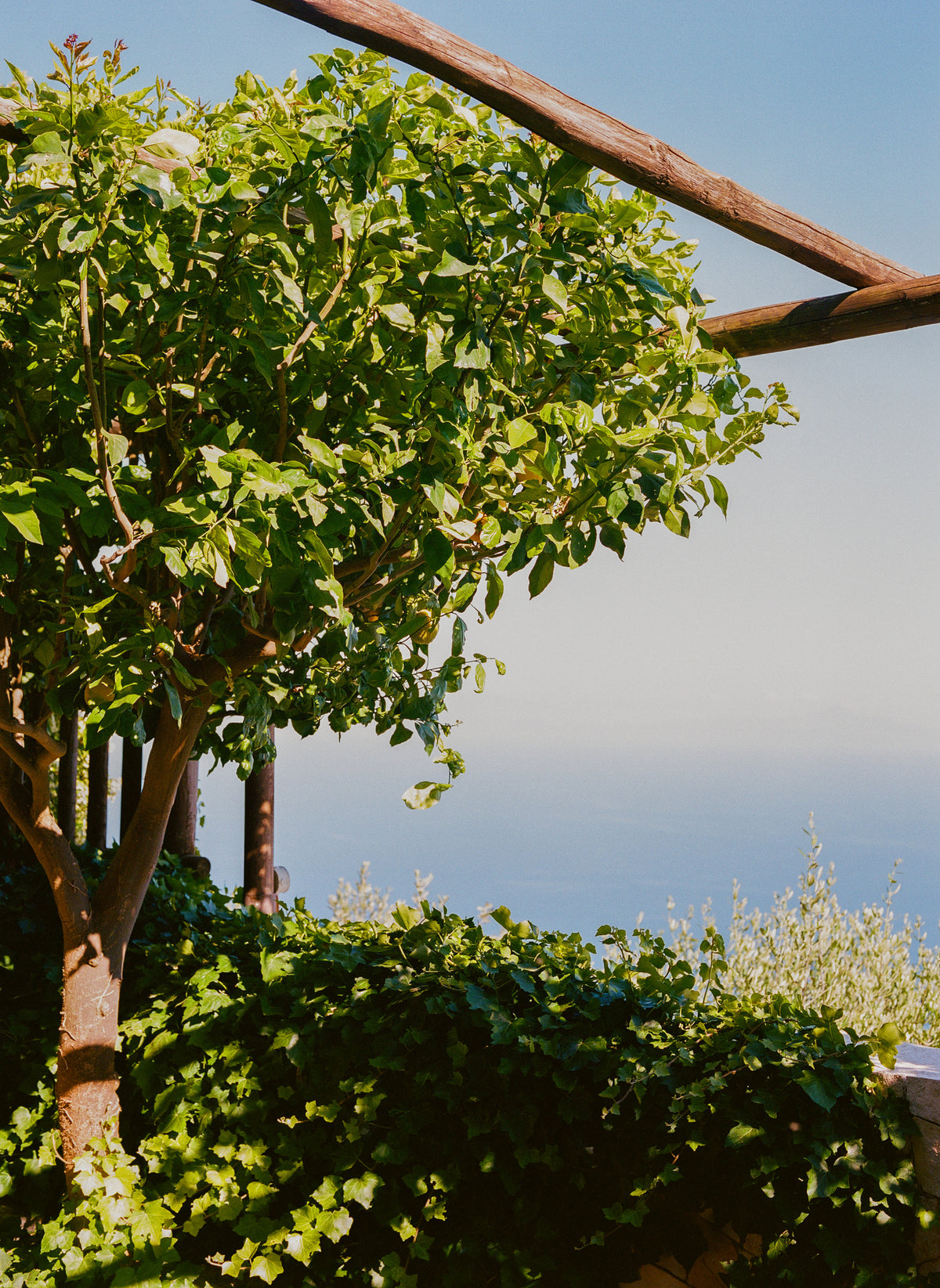 framedposter-print-amalfi-coast-lemons-v-on-film