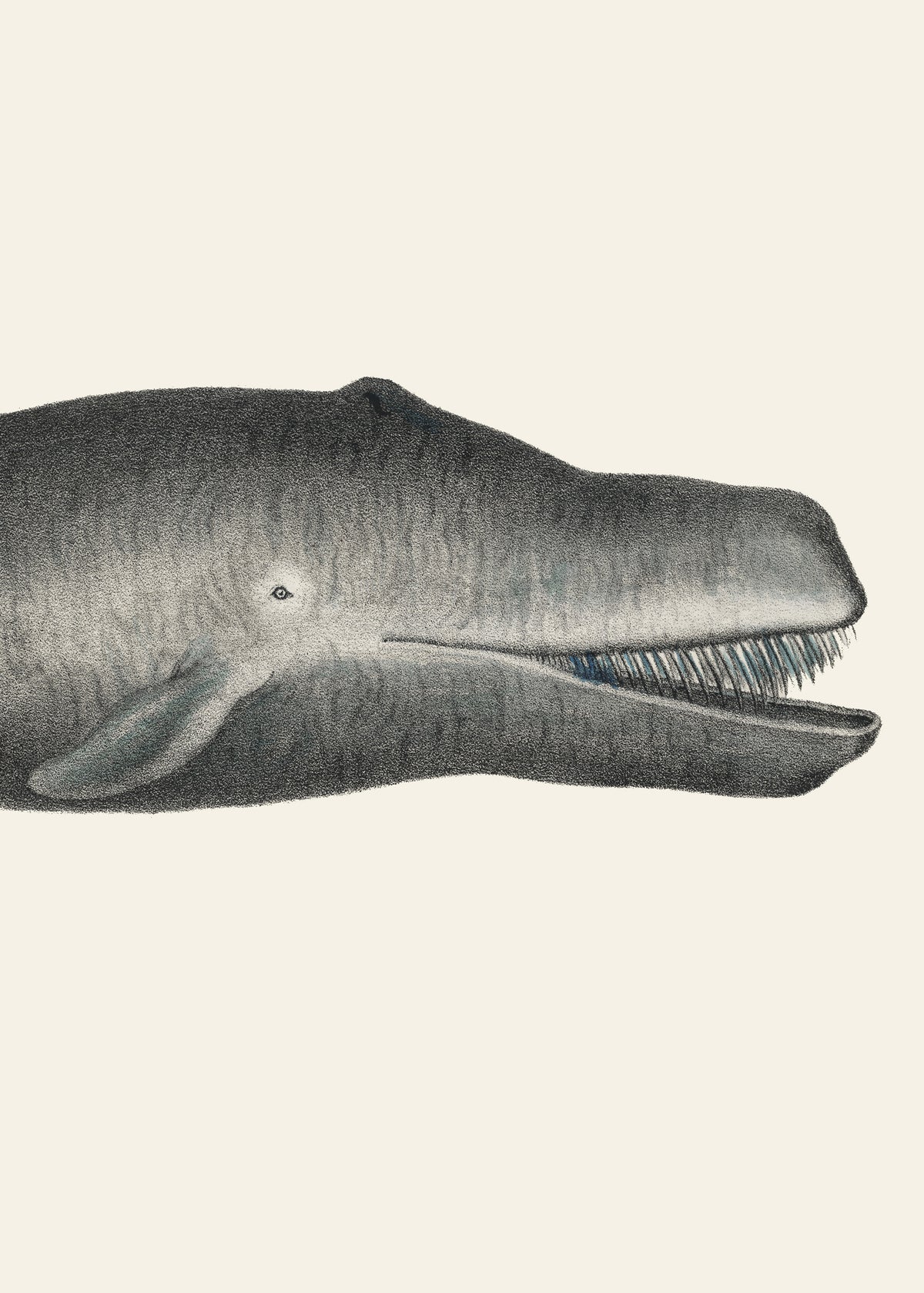 canvas-print-whale-ii-tight-crop-handcolored-sealife-lithograph-1824