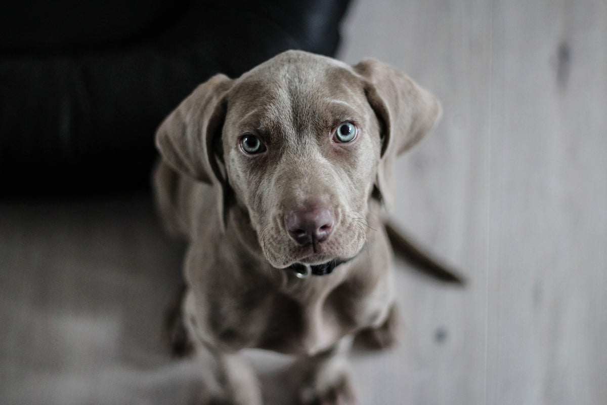 framedcanvas-print-the-weimaraner