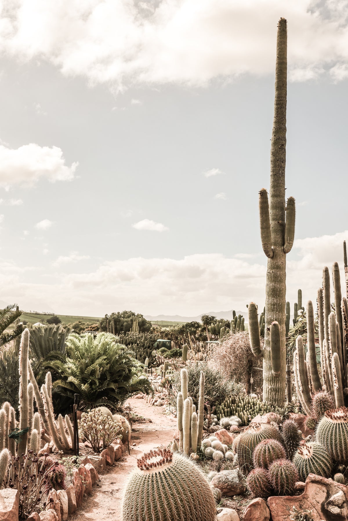 framedcanvas-print-cactus-farm