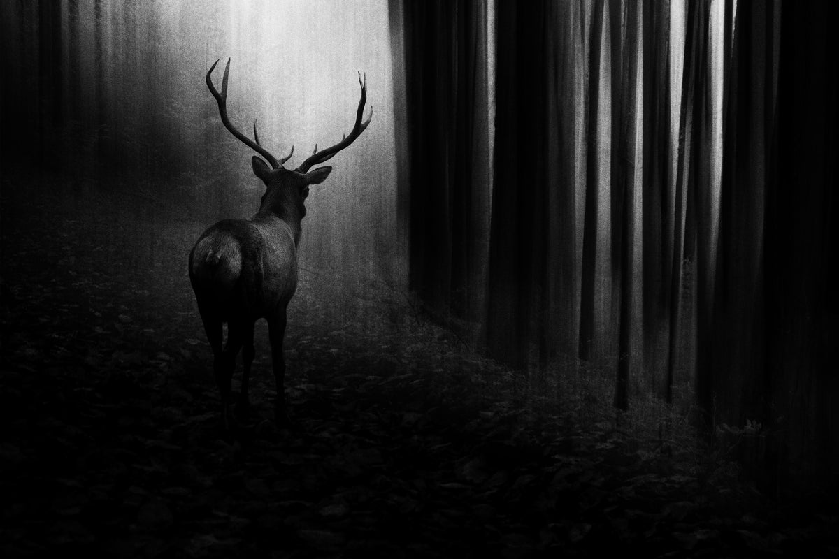 3-piece-canvas-print-stag