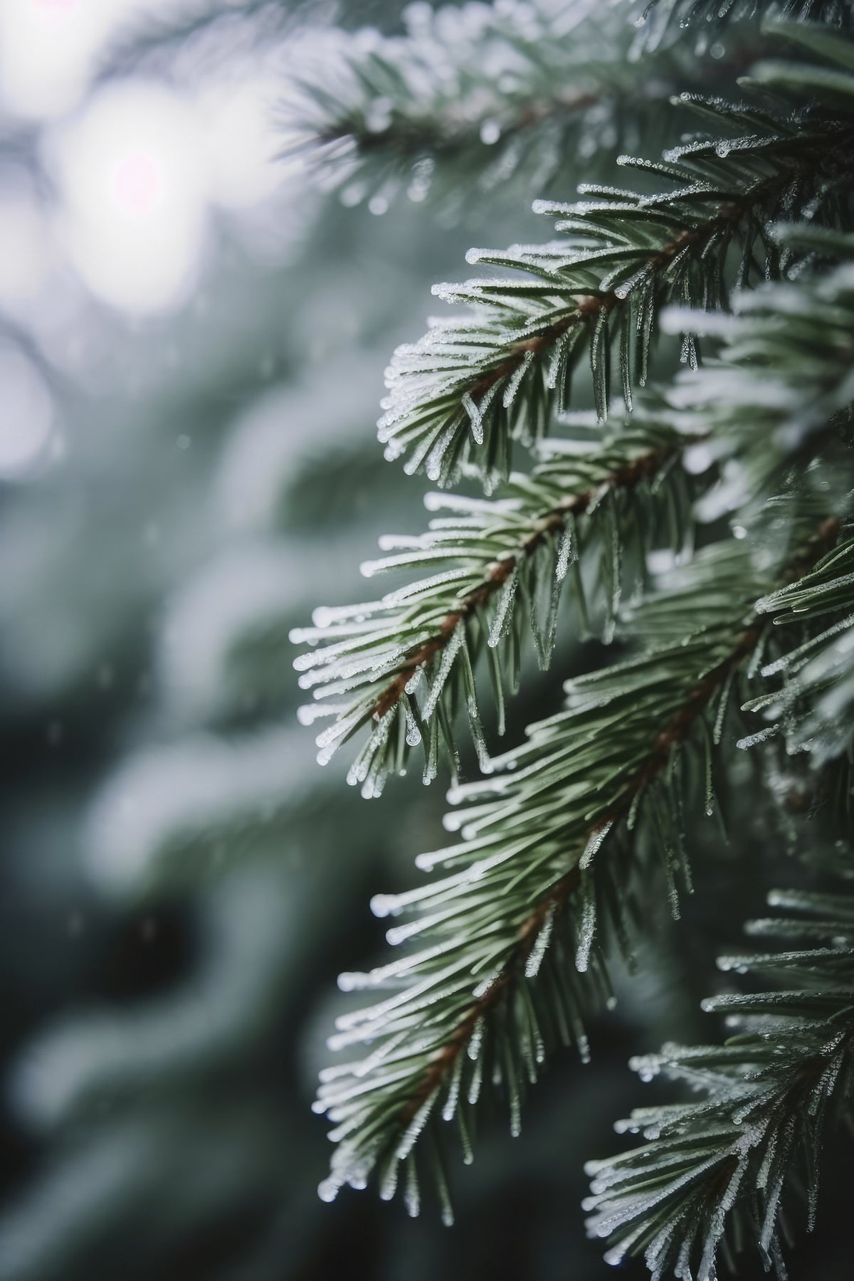 framedcanvas-print-frosted-pine-whispers