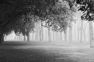 acrylic-print-morning-fog-xyy
