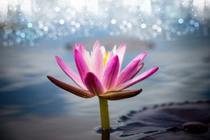 modern-3-piece-acrylic-print-lotus-in-the-morning-dew
