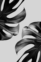 canvas-print-monochrome-mostera-poster