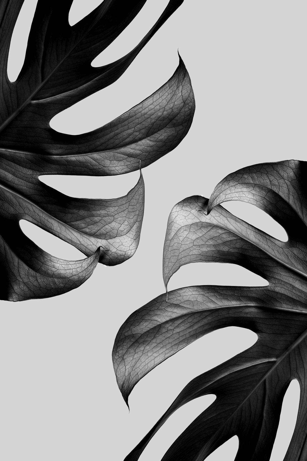 canvas-print-monochrome-mostera-poster