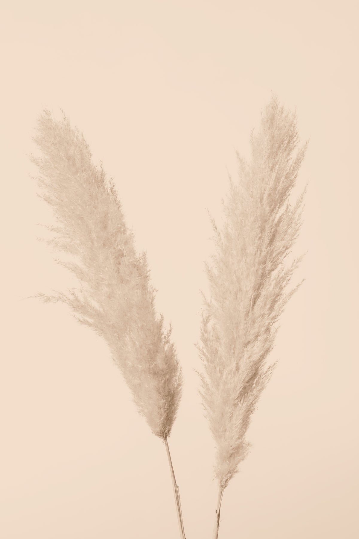 aluminium-print-pampas-grass-beige-01