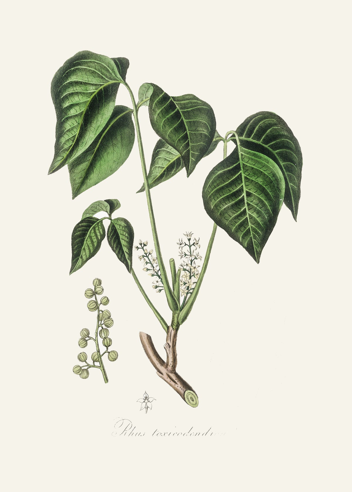 canvas-print-poison-ivy-rhus-toxicodendron-medical-botany