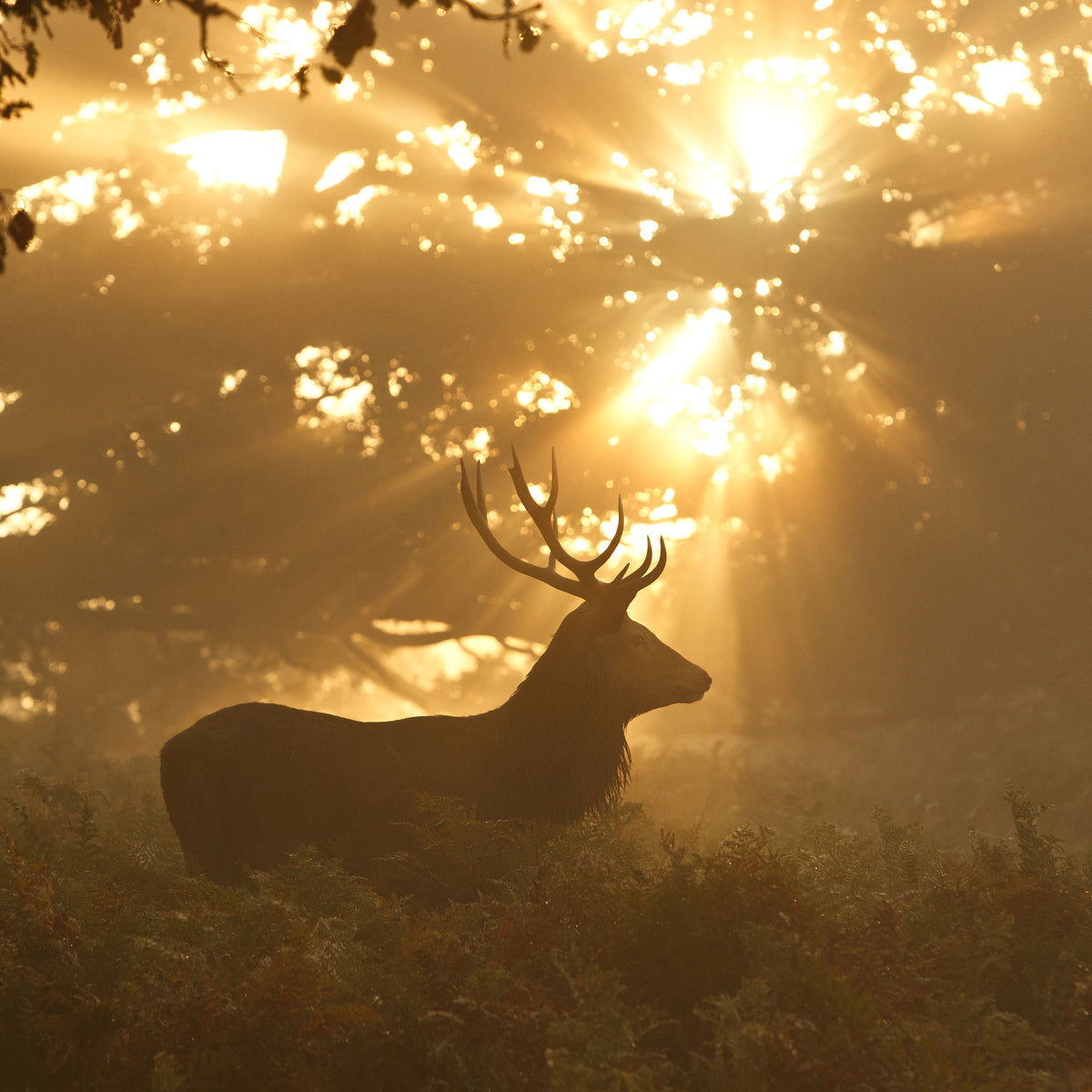 aluminium-print-ghost-of-the-forest