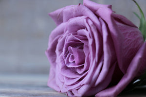 3-piece-canvas-print-rose-in-purple-xxl