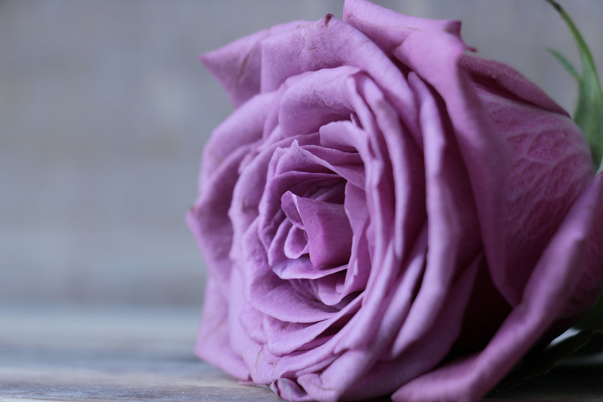 3-piece-canvas-print-rose-in-purple-xxl