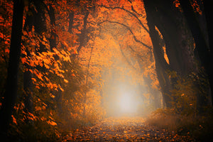 framedposter-print-autumn-light-in-the-forest