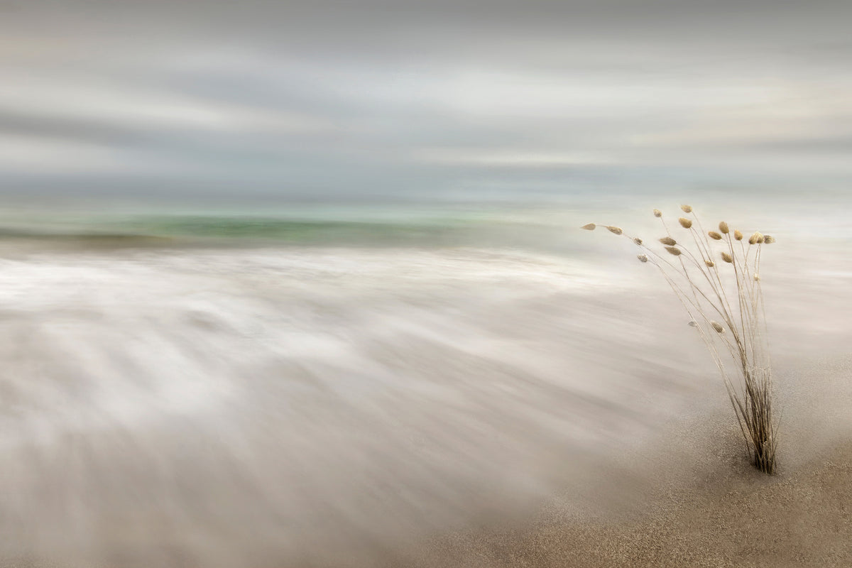 canvas-print-ears-in-the-sea-x